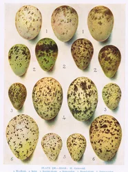 Huevos: Gaviota tridáctila: Gaviota sombría: etc, ilustración de 
